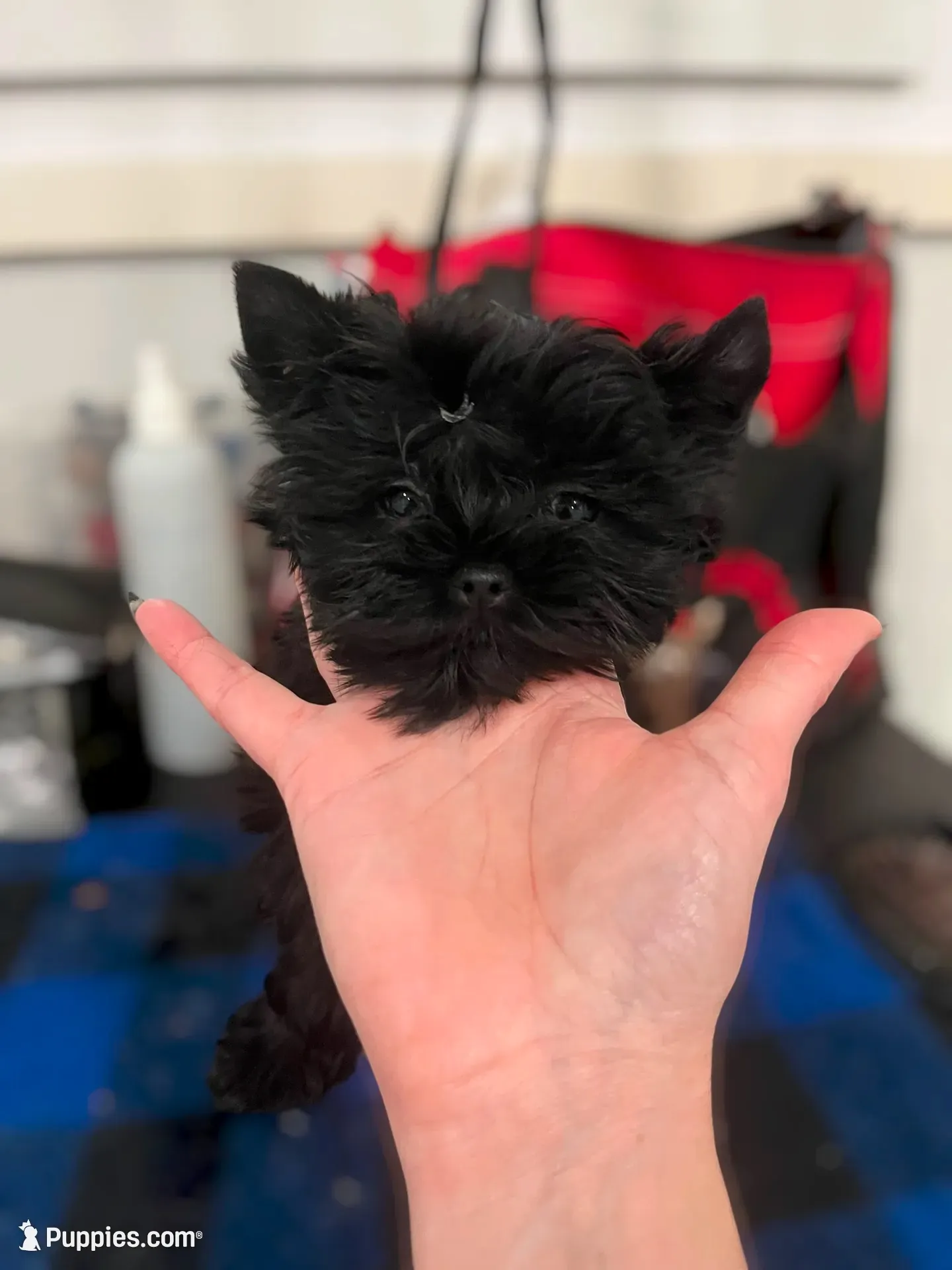 Orin , a male Yorkshire Terrier for sale in Kendallville, IN – 1 of 5