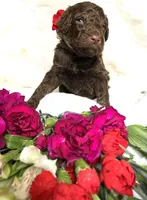 Black collar, a male Poodle - Standard  for sale in Mount Airy, NC – Photo 1 of 4