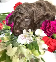 Black collar, a male Poodle - Standard  for sale in Mount Airy, NC – Photo 2 of 4