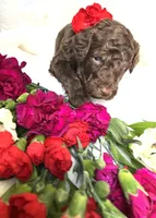 Black collar, a male Poodle - Standard  for sale in Mount Airy, NC – Photo 3 of 4