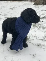 River, a male Poodle - Standard  for sale in Mount Airy, NC – Photo 2 of 7
