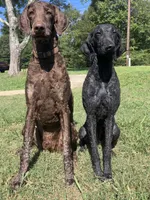 River, a male Poodle - Standard  for sale in Mount Airy, NC – Photo 7 of 7
