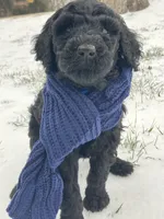 River, a male Poodle - Standard  for sale in Mount Airy, NC – Photo 1 of 7