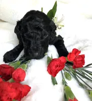 River, a male Poodle - Standard  for sale in Mount Airy, NC – Photo 6 of 7