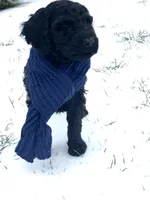 River, a male Poodle - Standard  for sale in Mount Airy, NC – Photo 3 of 7