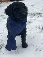 River, a male Poodle - Standard  for sale in Mount Airy, NC – Photo 4 of 7