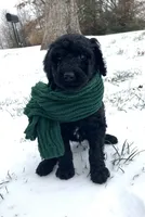 Oliver, a male Poodle - Standard  for sale in Mount Airy, NC – Photo 1 of 7