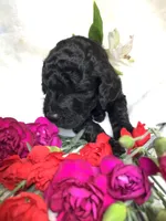 Oliver, a male Poodle - Standard  for sale in Mount Airy, NC – Photo 6 of 7