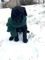 Oliver, a male Poodle - Standard  for sale in Mount Airy, NC – Photo 3 of 7