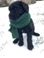 Oliver, a male Poodle - Standard  for sale in Mount Airy, NC – Photo 2 of 7