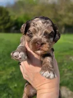 Crunch, a male Cockapoo for sale in Dayton, OH – Photo 3 of 4