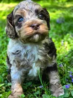 Crunch, a male Cockapoo for sale in Dayton, OH – Photo 4 of 4