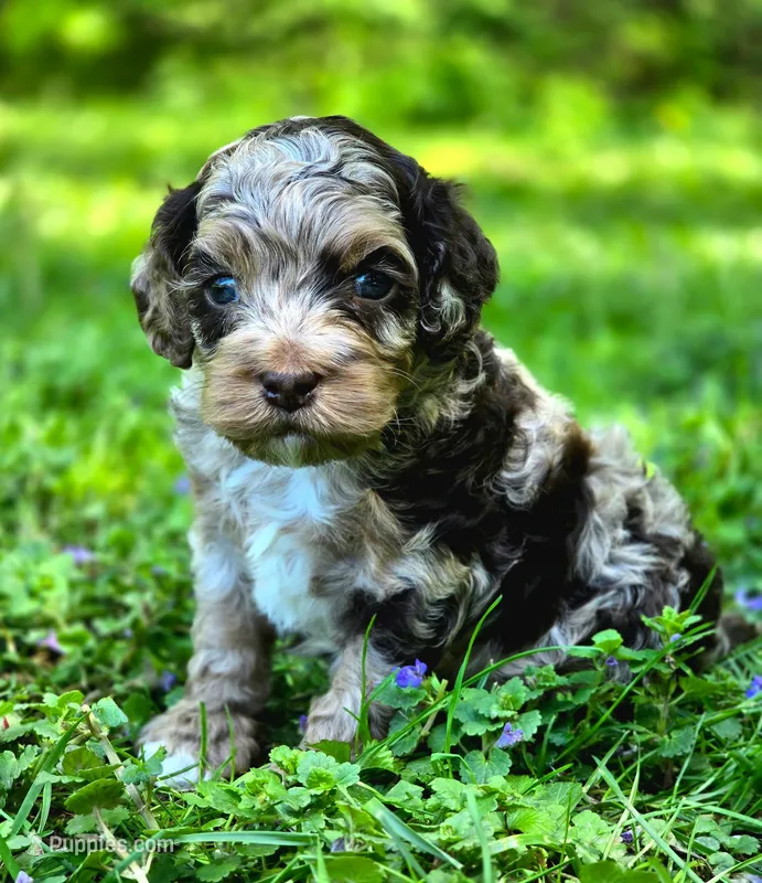 Crunch – Cockapoo puppy for sale in Dayton, OH