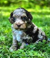 Crunch, a male Cockapoo for sale in Dayton, OH – Photo 1 of 4
