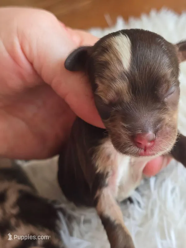 M&M – Cockapoo puppy on hold in Dayton, OH