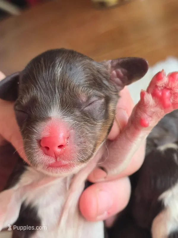 Snickers – Cockapoo puppy on hold in Dayton, OH