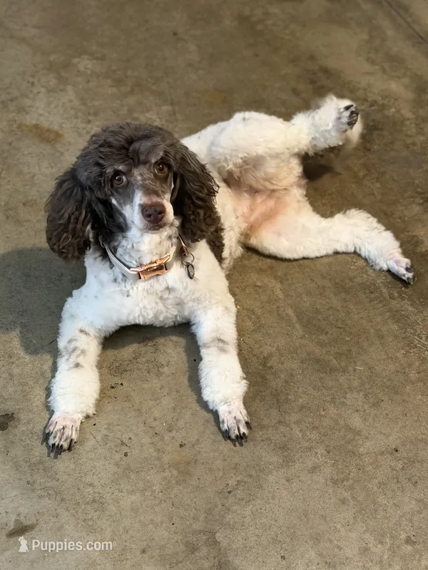Livy – Poodle - Miniature  puppy for sale in Dayton, OH