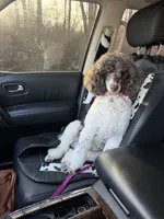 Livy, a female Poodle - Miniature  for sale in Dayton, OH – 2 of 4