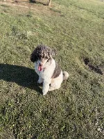 Livy, a female Poodle - Miniature  for sale in Dayton, OH – 3 of 4