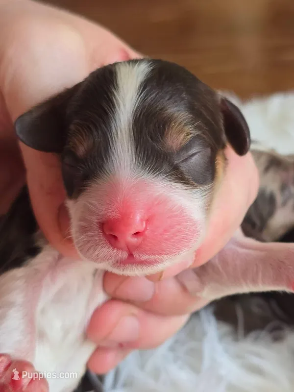 Klondike – Cockapoo puppy on hold in Dayton, OH