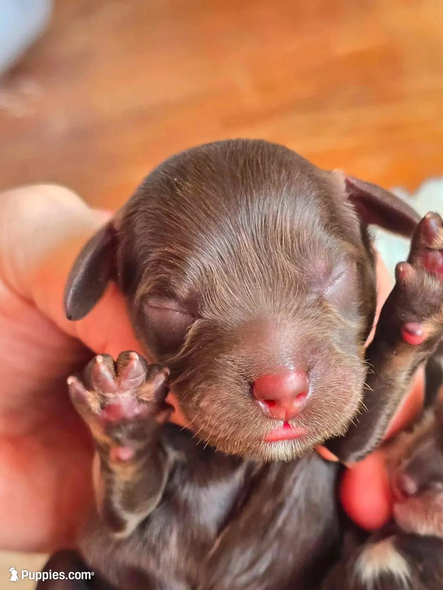 Hershey, a male Cockapoo for sale in Dayton, OH – Photo 2 of 4
