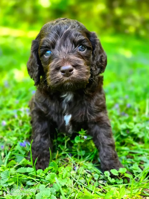 Hershey – Cockapoo puppy for sale in Dayton, OH
