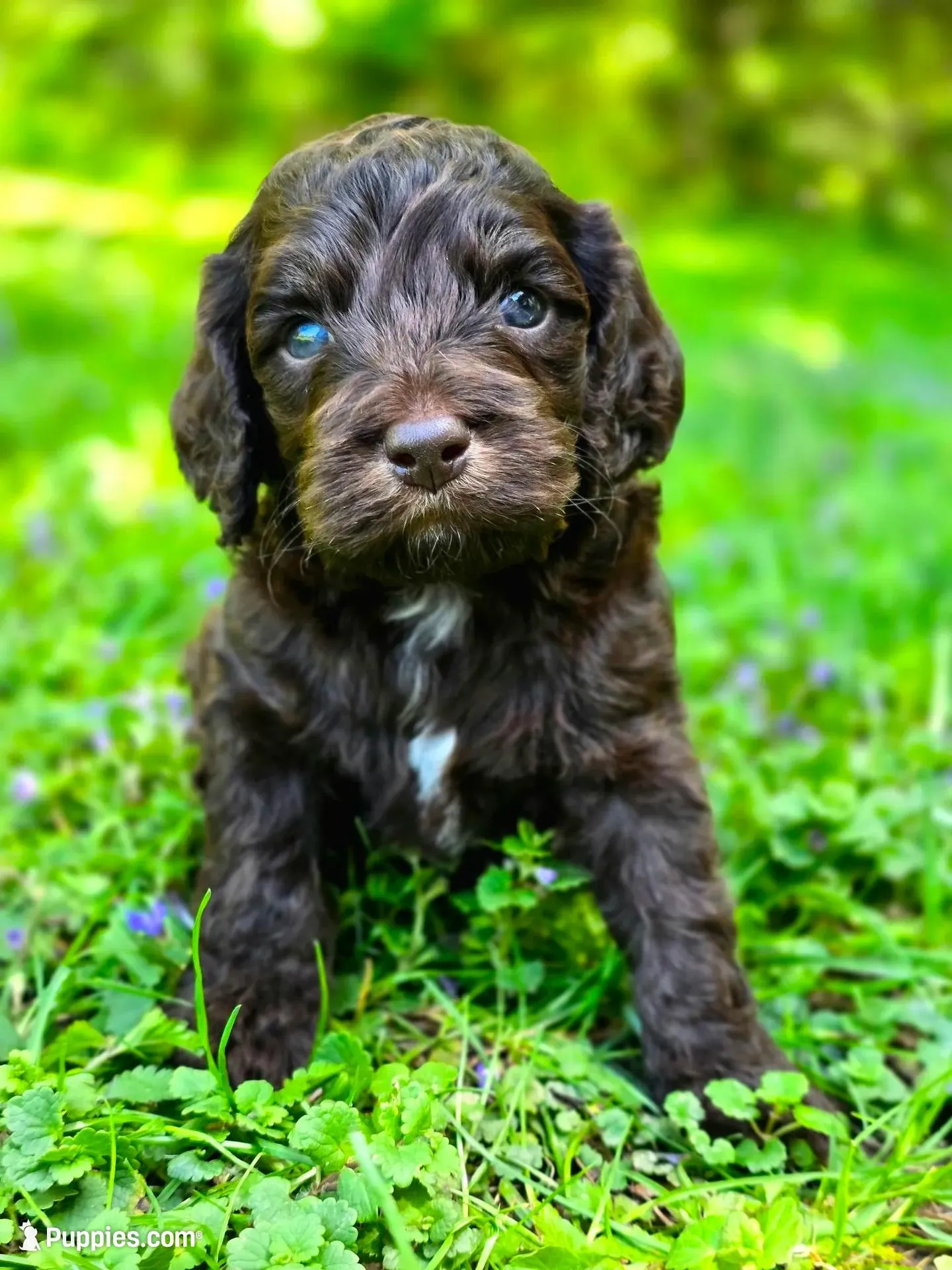 Hershey, a male Cockapoo for sale in Dayton, OH – Photo 1 of 4