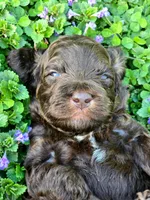 Hershey, a male Cockapoo for sale in Dayton, OH – Photo 3 of 4