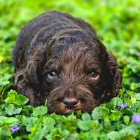 Hershey, a male Cockapoo for sale in Dayton, OH – Photo 4 of 4