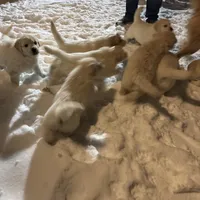 Little Blue, a male Golden Pyrenees for sale in Rosemount, MN – Photo 4 of 5