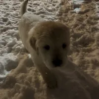 Little Blue, a male Golden Pyrenees for sale in Rosemount, MN – Photo 5 of 5