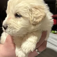 Little Blue, a male Golden Pyrenees for sale in Rosemount, MN – Photo 3 of 5