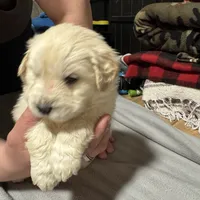 Little Blue, a male Golden Pyrenees for sale in Rosemount, MN – Photo 1 of 5