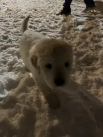 processed/baf9bfac-bb75-4e8c-9724-374c652dbb04/listing/12925f90-b294-419c-8740-549674af2953/b362347b-0f73-4bbe-a9c3-61ff9bd78473