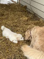 Max, a male Golden Pyrenees for sale in Rosemount, MN – Photo 3 of 3