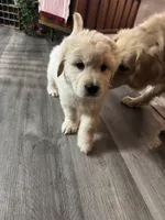 Max, a male Golden Pyrenees for sale in Rosemount, MN – Photo 1 of 3