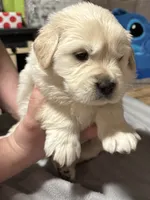 Blue Boy, a male Golden Pyrenees for sale in Rosemount, MN – Photo 1 of 2