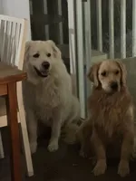 Blue Boy, a male Golden Pyrenees for sale in Rosemount, MN – Photo 2 of 2