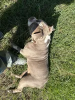 Maggie , a female Olde English Bulldogge for sale in Cassatt, SC – 5 of 5