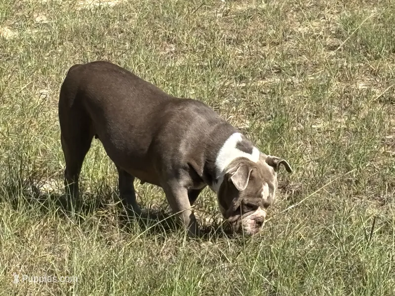 Maggie  – Olde English Bulldogge puppy for sale in Cassatt, SC
