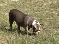 Maggie , a female Olde English Bulldogge for sale in Cassatt, SC – 1 of 5