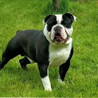 Heavy, a male Olde English Bulldogge for sale in Cassatt, SC – Photo 3 of 4