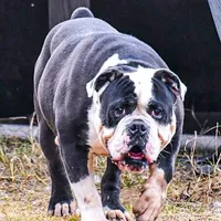 Heavy, a male Olde English Bulldogge for sale in Cassatt, SC – Photo 2 of 4