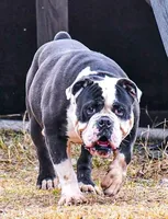 processed/bafc458d-613e-4978-a1be-2bc1d053cedd/listing/37e3a554-0276-413a-9f1d-242544e5a755/36ce5ad6-ab97-4784-aa0f-bce196a13f43