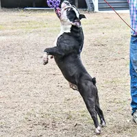 Heavy, a male Olde English Bulldogge for sale in Cassatt, SC – Photo 4 of 4