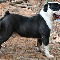 Heavy, a male Olde English Bulldogge for sale in Cassatt, SC – Photo 1 of 4