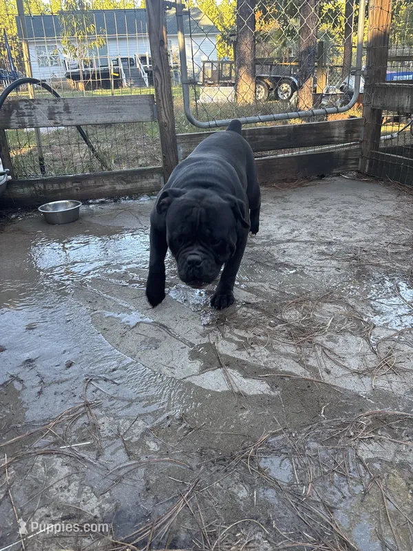 Scooby – Olde English Bulldogge puppy for sale in Cassatt, SC
