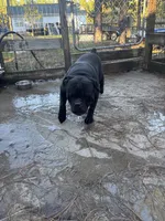 Scooby, a male Olde English Bulldogge for sale in Cassatt, SC – 1 of 3