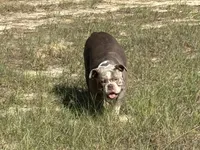Maggie , a female Olde English Bulldogge for sale in Cassatt, SC – 4 of 5