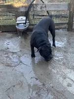 Scooby, a male Olde English Bulldogge for sale in Cassatt, SC – 2 of 3